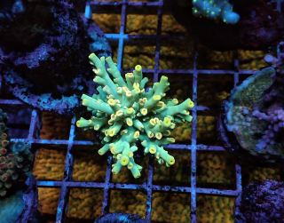 Acropora speciosa (Borneo) frag 3cm