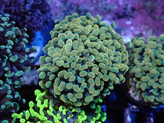 Euphyllia paraancora (Gold)