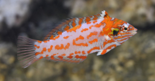 Macropharyngodon choati