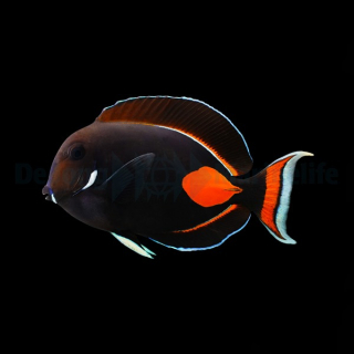 Acanthurus achilles XL 17cm