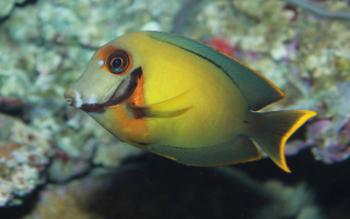 Acanthurus pyroferus (mimic Flavissima 13cm)