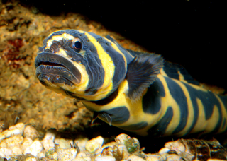 Pholidichthys leucotaenia XL