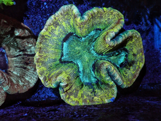 Trachyphyllie XL 