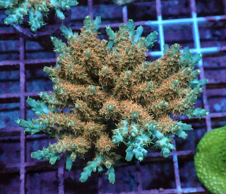 Acropora sp.( frag 4cm)