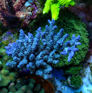 Acropora tenuis Blue (frag 5cm)