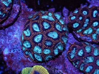 Favia sp.