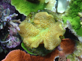 Sarcophyton Yellow (Fiji)