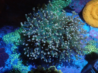 Euphyllia paradivisa (1hl.)