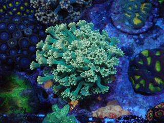 Alveopora Ultra (frag 4cm)