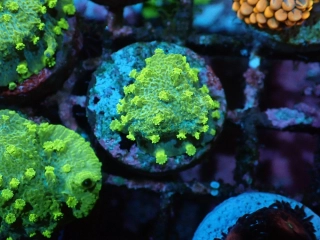 Astreopora
