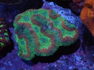 Symphyllia 