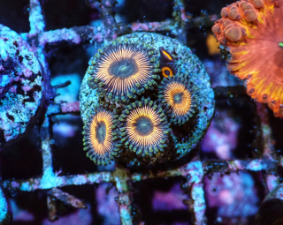Zoanthus sp.