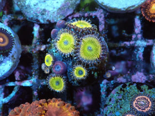 Zoanthus sp.
