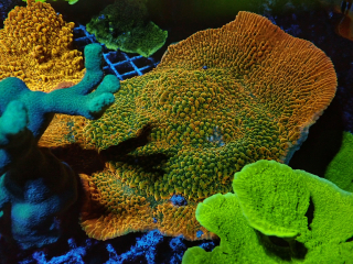 Montirora palawanensis Ultra ( 6cm)