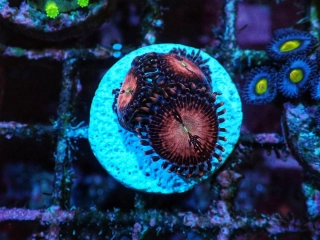 Zoanthus sp.
