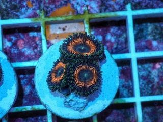 Zoanthus sp.