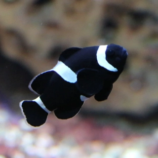 Amphiprion ocellaris M Black misbar 