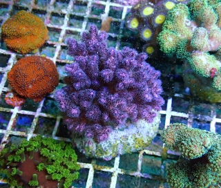 Pocillopora damicornis Purple ( frag 5cm.)