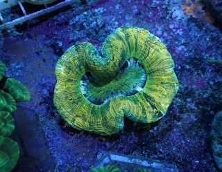 Trachyphyllie 
