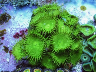 Palythoa Ultra (3 polypy)