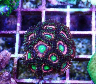 Zoanthus Lord of the Ring ( 4p.) 