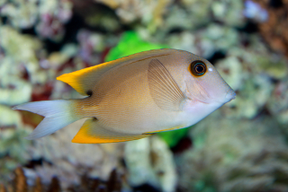 Ctenochaetus tominiensis M 