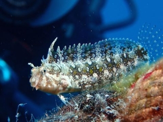 Petroscirtes mitratus