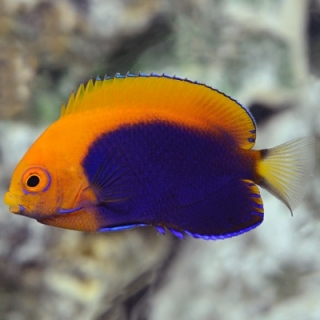 Centropyge acanthops