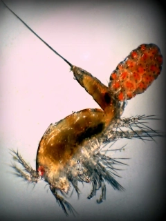 Tigriopus californicus 1l.(násada pro vlastní chov )