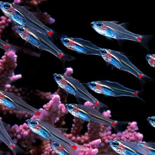 Apogon parvulus
