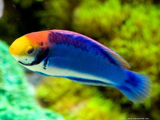 Cirrhilabrus solorensis 