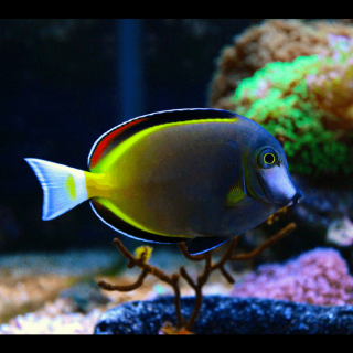 Acanthurus japonicus