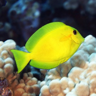 Acanthurus olivaceus S