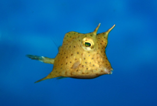 Lactoria cornuta 