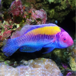 Cirrhilabrus aurantidorsalis