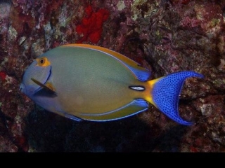 Acanthurus bariene